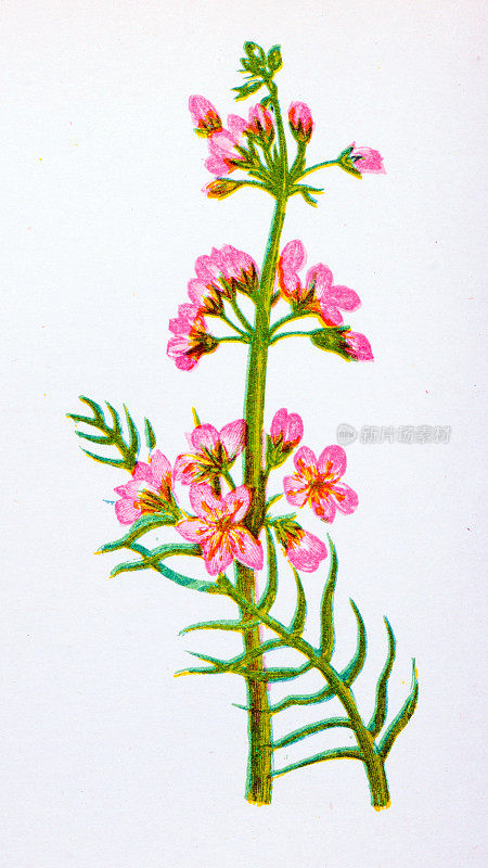 野生花卉的古董植物学插图:水紫罗兰，Hottonia Palustris